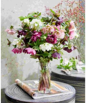 Dazzling Helleborus Collection