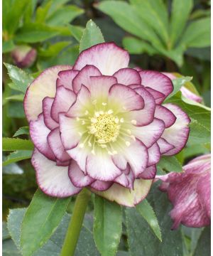 Helleborus Double Ellen Picotee