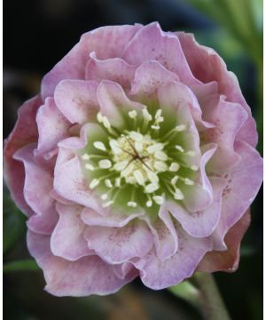 Helleborus Double Ellen Pink