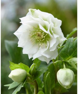 Helleborus Double Ellen White