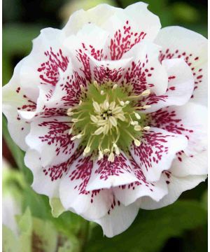 Helleborus x hybridus 'Double Ellen White Spotted' 