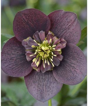 Helleborus orientalis 'Anemone Slaty Blue'
