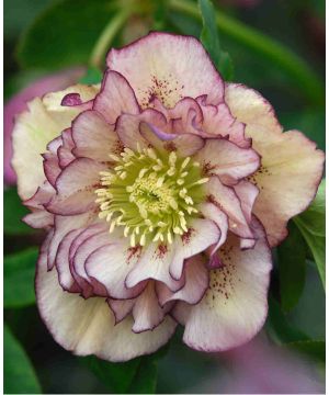 Helleborus x hybridus ‘Double Ellen Picotee’ 