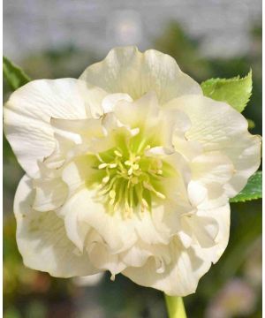 Helleborus orientalis 'Double White' 