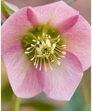 Helleborus x hybridus ‘Pretty Ellen Pink’