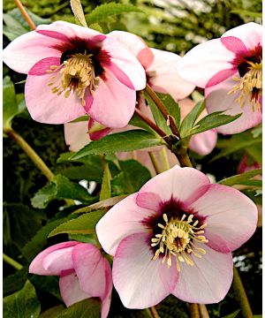 Helleborus orientalis Sugar Plum