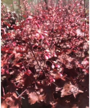Enduring Heuchera Collection 