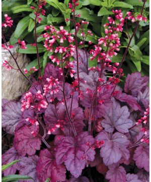 Heuchera Grape Soda