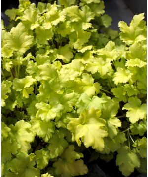 Heuchera Lime Marmalade