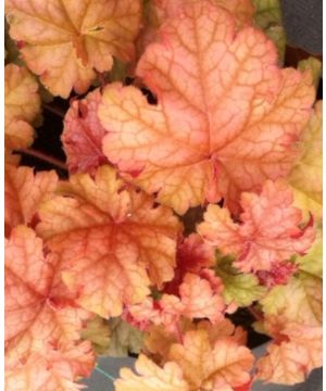 Heuchera Phoebes Blush