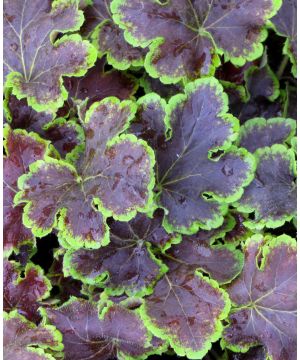 Heucherella Solar Eclipse
