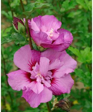 Hibiscus syriascus Mineru Eruption