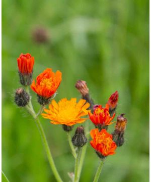 Pilosella aurantiaca