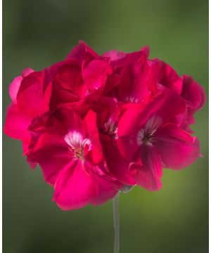 Pelargonium Calliope  Hot Rose