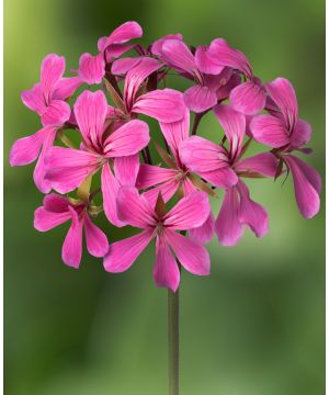 Pelargonium peltatum Cascade Lilac