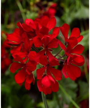 Pelargonium peltatum Cascade Dark Red 