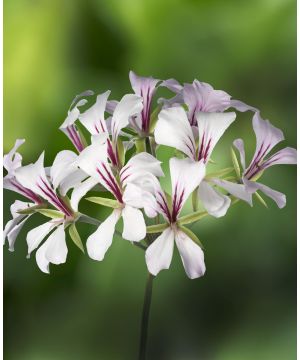 Pelargonium peltatum Cascade Snow