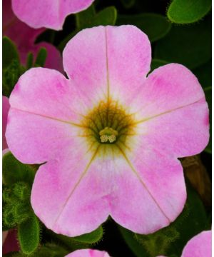 Petunia Itsy Pink