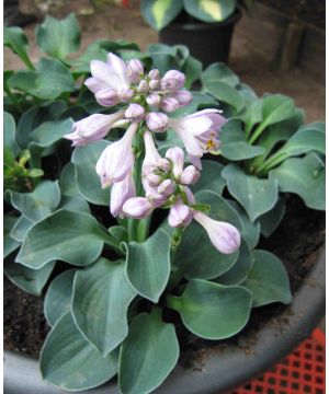 Hosta Blue Mouse Ears