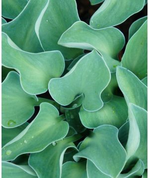 Hosta 'Blue Mouse Ears'