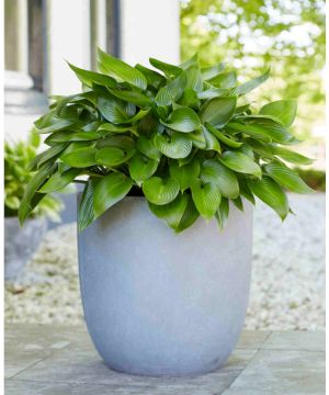 Hosta Devon Green