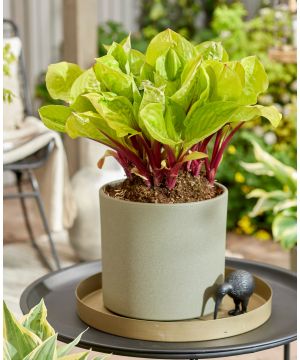 Hosta Lemon Snap