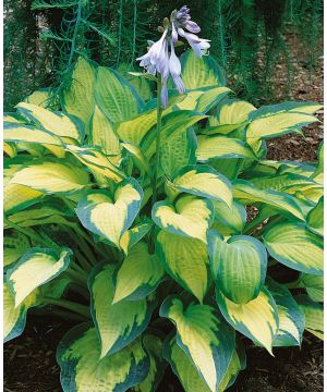 Hosta Pauls Glory