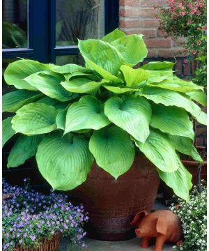 Hosta Sum and Substance