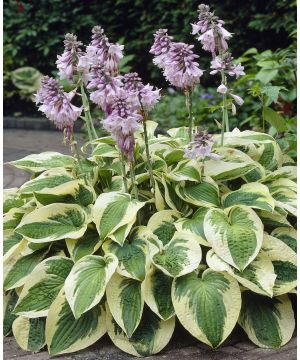 Hosta Wide Brim