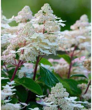 Hydrangea paniculata Early Harry