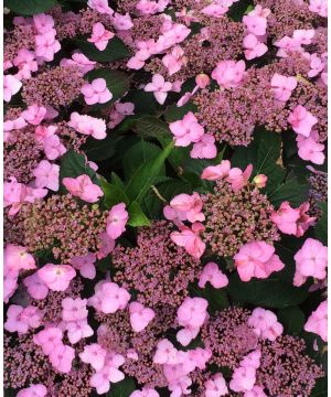 Hydrangea serrata Koreana