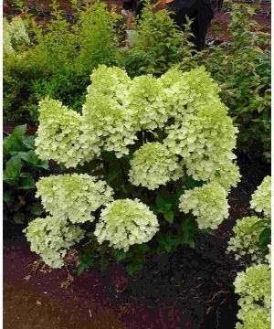 Hydrangea paniculata Graffiti
