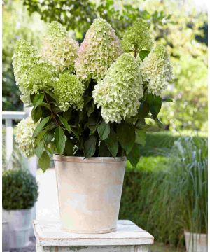 Hydrangea paniculata Little Fresco
