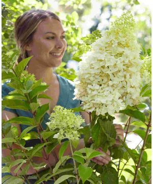 Hydrangea paniculata Skyfall