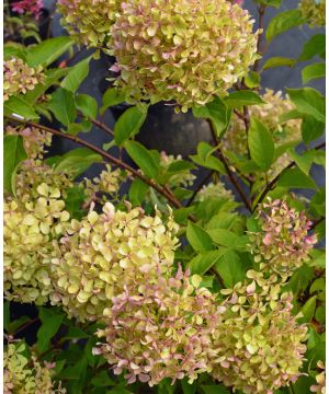 Hydrangea paniculata Romantic Ace