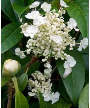 Hydrangea seemannii