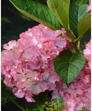 Hydrangea macrophylla 'So Long Sunny'
