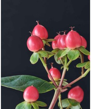 Hypericum Magical Lightning