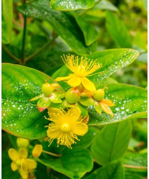 Hypericum Magical Universe