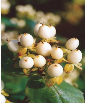 Hypericum Magical White