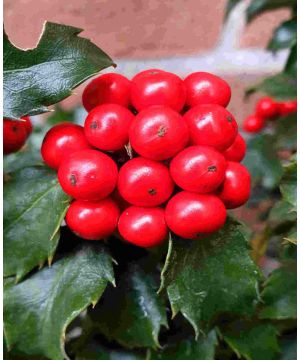 Ilex meserveae 'Jingle Berry'