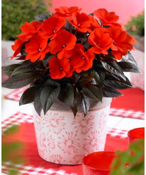 Impatiens Clockwork Orange 