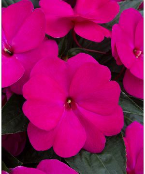 Impatiens Clockwork Purple