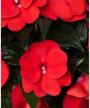 Impatiens Clockwork Red 