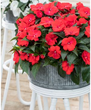 Impatiens Clockwork Red