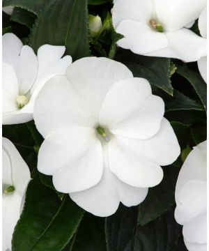 Impatiens Clockwork White