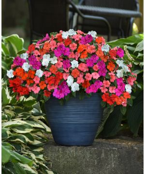 Impatiens Busy Lizzie 'Select Mix'