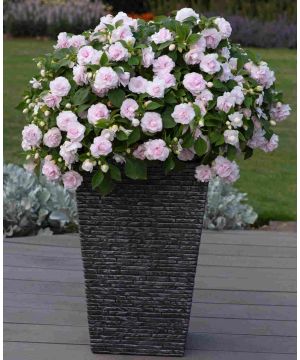 Glimmer Impatien walleriana Double Apple Blossom