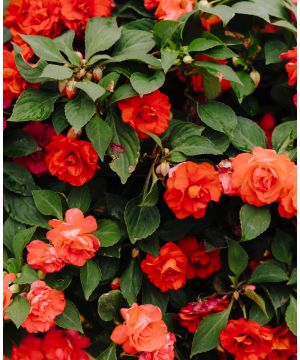 Impatiens Glimmer Orange