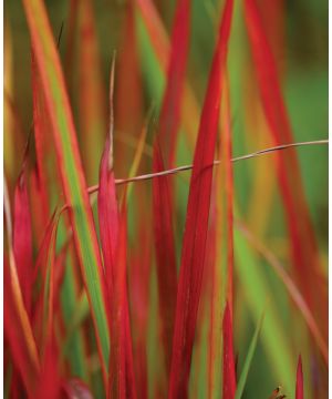 Imperata cylindrica 'Red Baron'